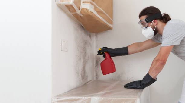 Professional Basement Mold Removal technician working in Riverdale, IL