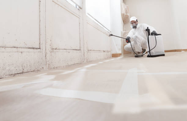 24/7 Emergency Basement Mold Removal experts in Riverdale, IL