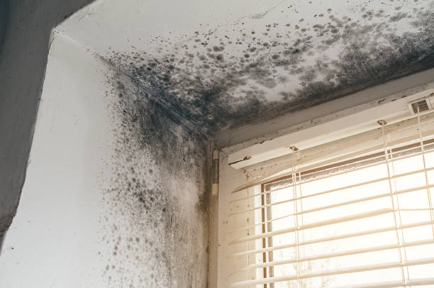 Affordable Basement Mold Removal solutions in Riverdale, IL