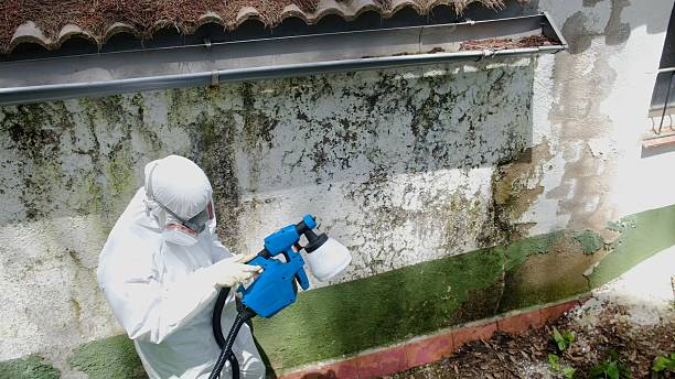 Top rated local Basement Mold Removal specialists in Riverdale, IL
